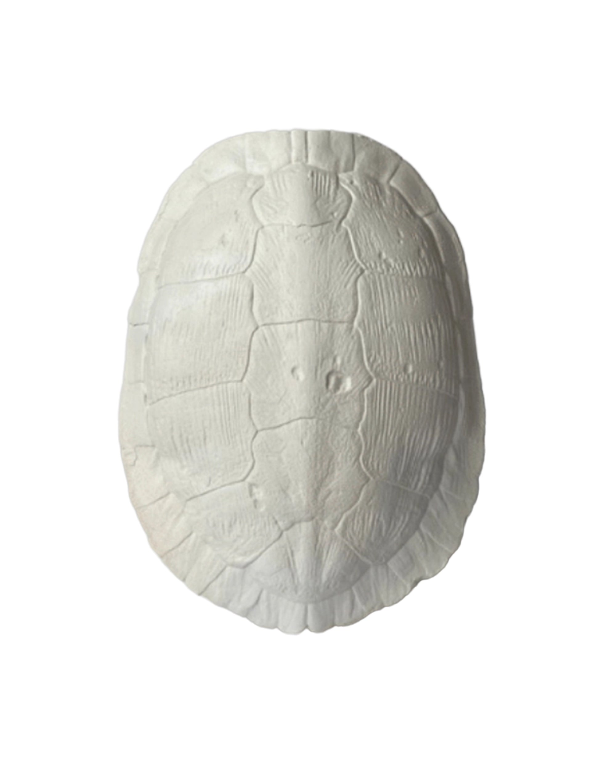 The Faire River Turtle Shell is a white hand-cast plaster sculpture with detailed texture and segmented patterns, ideal as unique wall art to add visual interest to any plain background.
