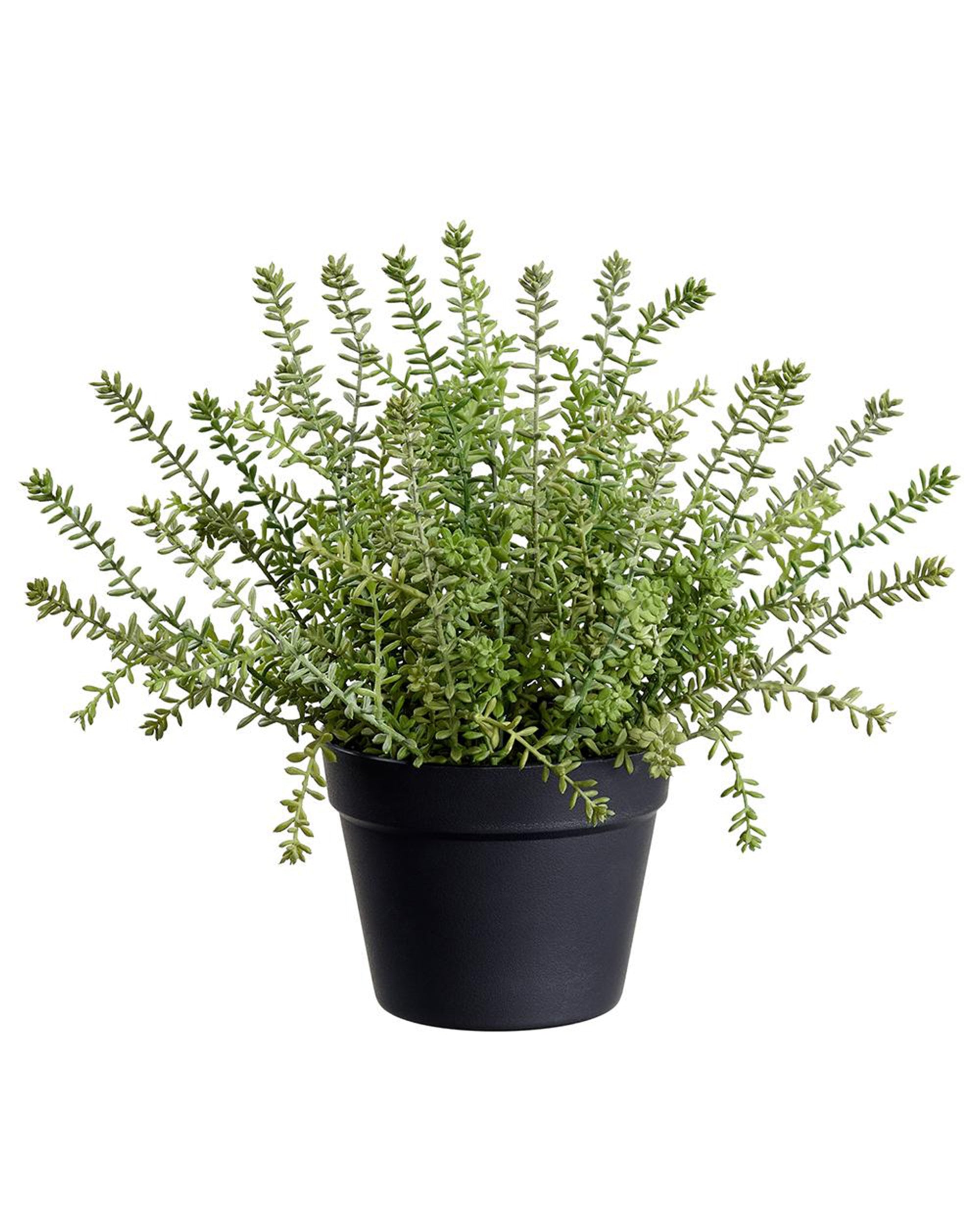 The Sedum in pot by AllState Floral And Craft features dense, upright stems and tiny leaves in a compact 15.5" form. Displayed in a simple plastic pot, it’s ideal for adding natural flair to any space.