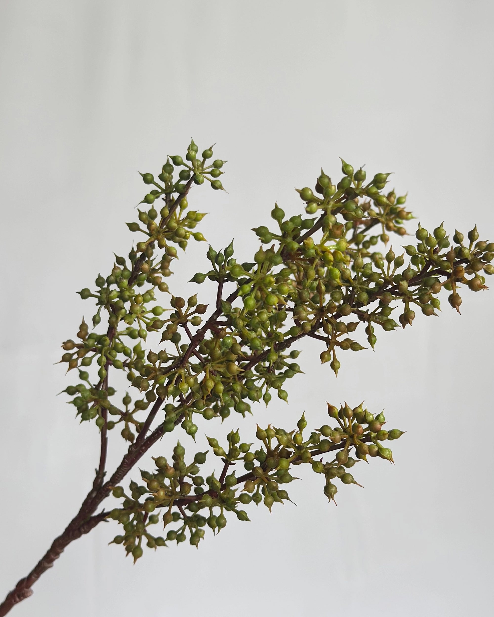 A close-up of the Sedum Pick Green by Faire highlights clusters of small, green, unopened buds on a brown branch, set against a plain light gray background.