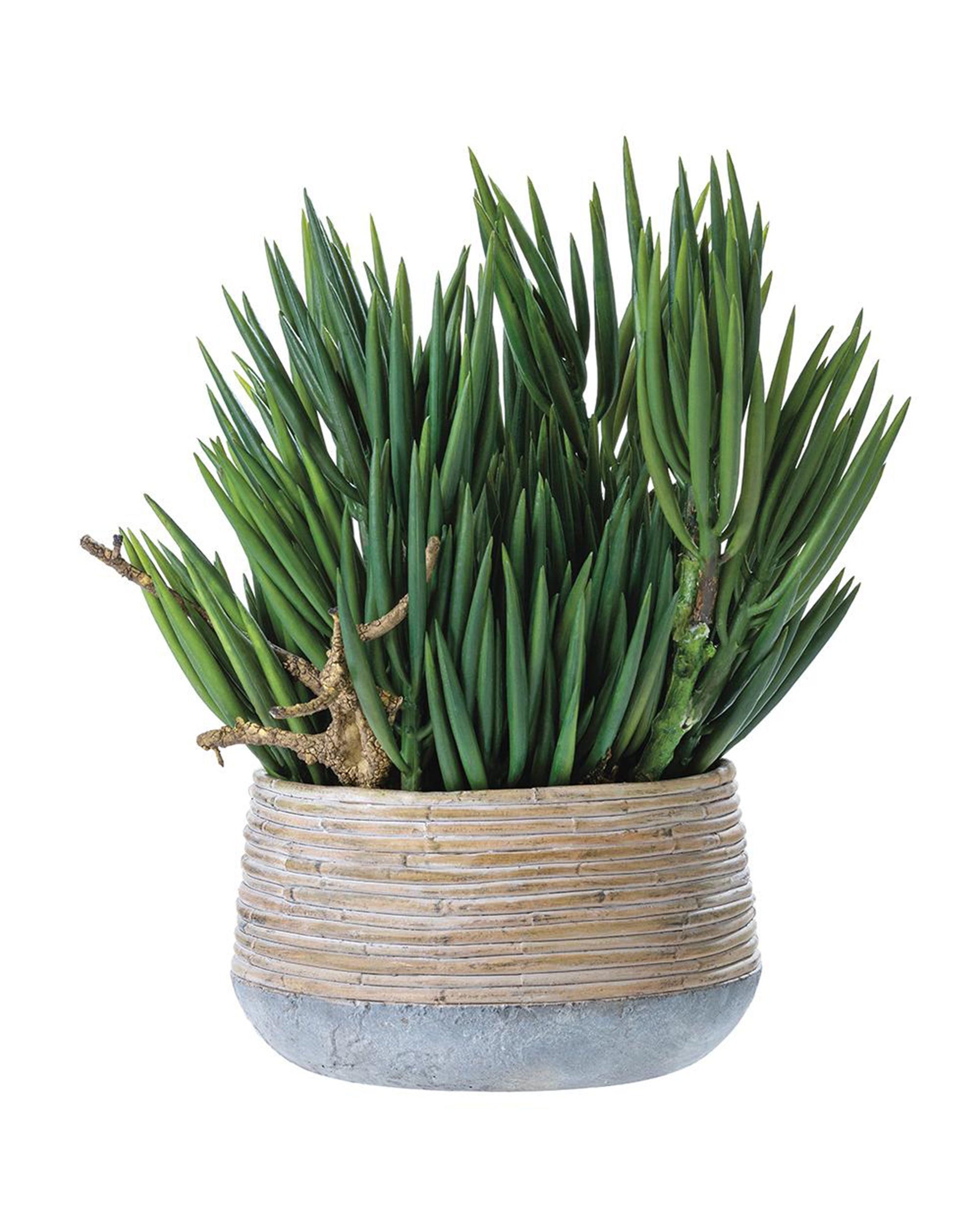 The SENECIO/WOOD by AllState Floral And Craft features a green Senecio succulent with long, slender leaves in a round, ribbed cement planter, perfect for desks or windowsills. Set against a white background.