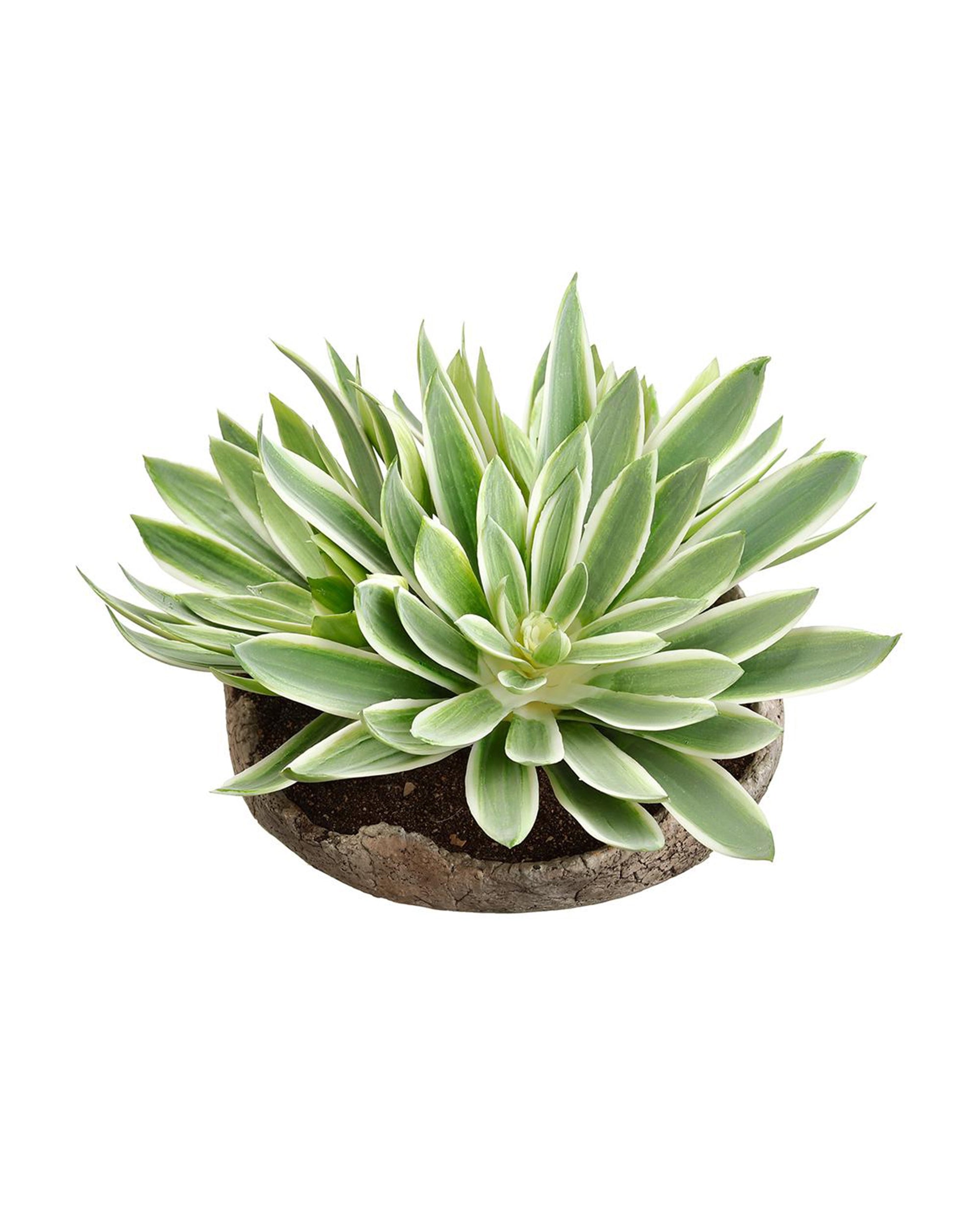 The AllState Floral And Craft ECHEVERIA IN CEMENT features a green echeveria with pointed leaves in an 8-inch round, shallow cement pot filled with soil, displayed against a white background.