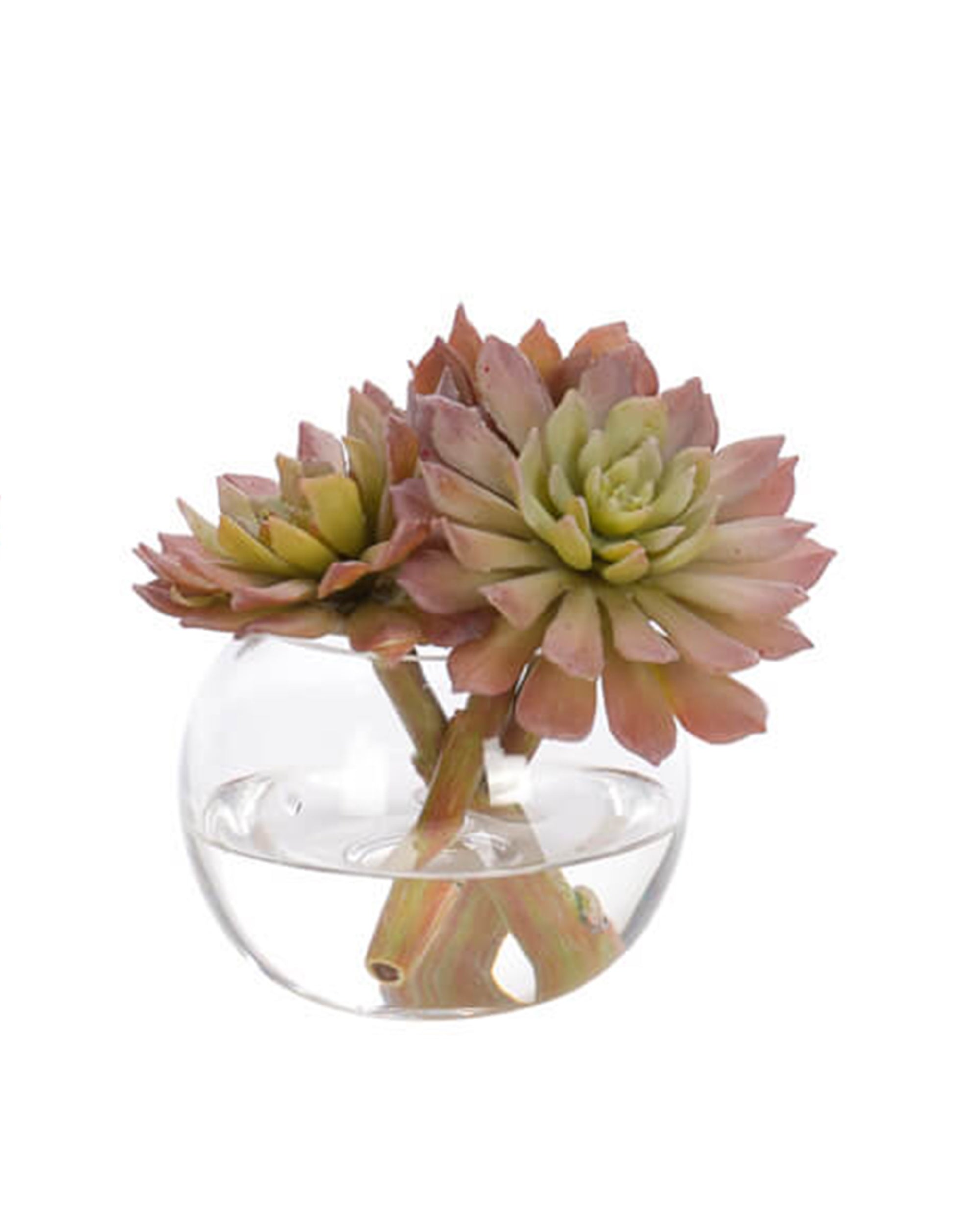The Succulent Glass Bubble by Natural Decorations Inc. features two pinkish-green succulents in a round clear vase with water, creating a stunning, maintenance-free decor piece.