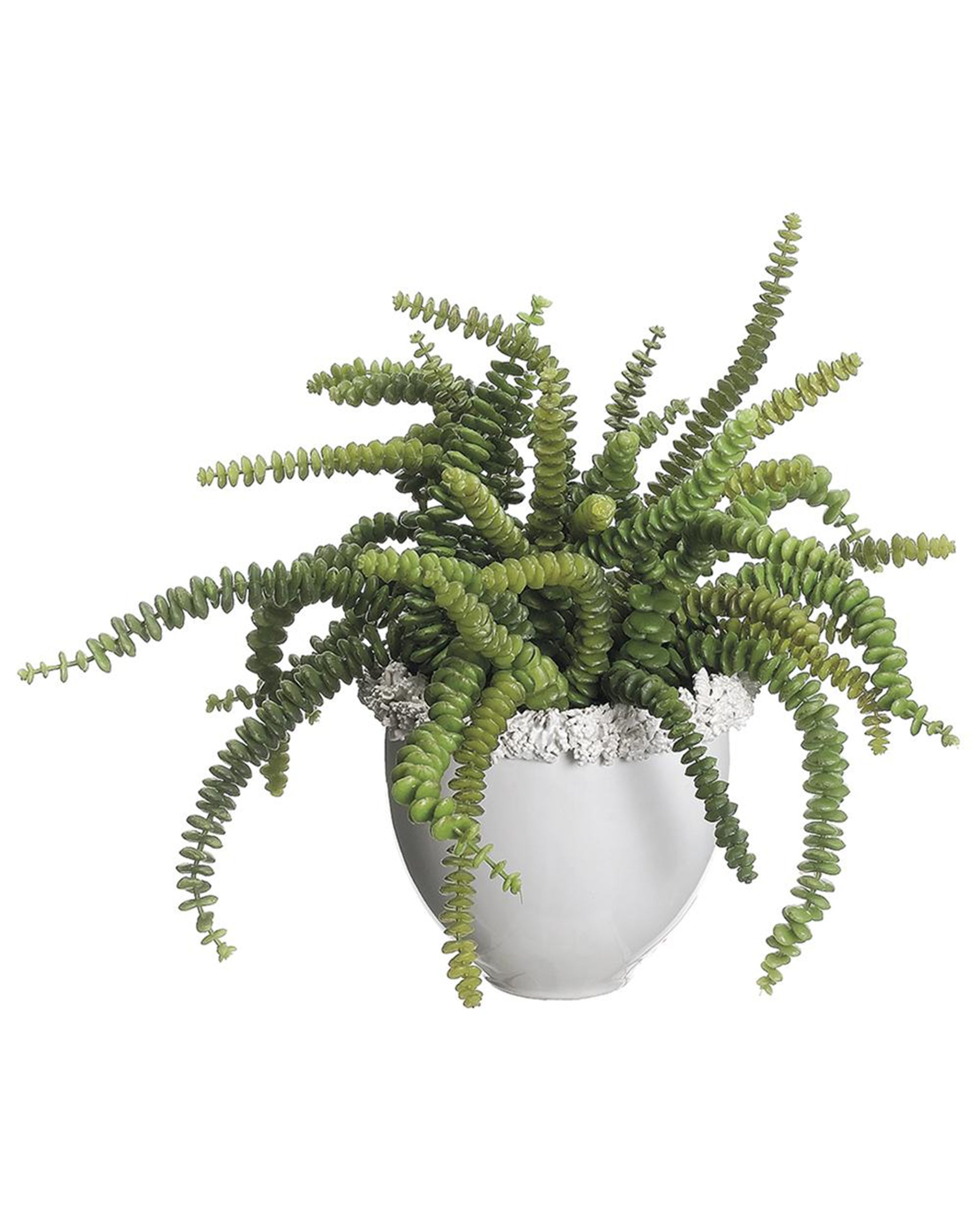 The AllState Floral And Craft Succulent In Ceramic Vase features long, curling green stems with thick round leaves in a white ceramic vase filled with white decorative stones—ideal size for desks or shelves.