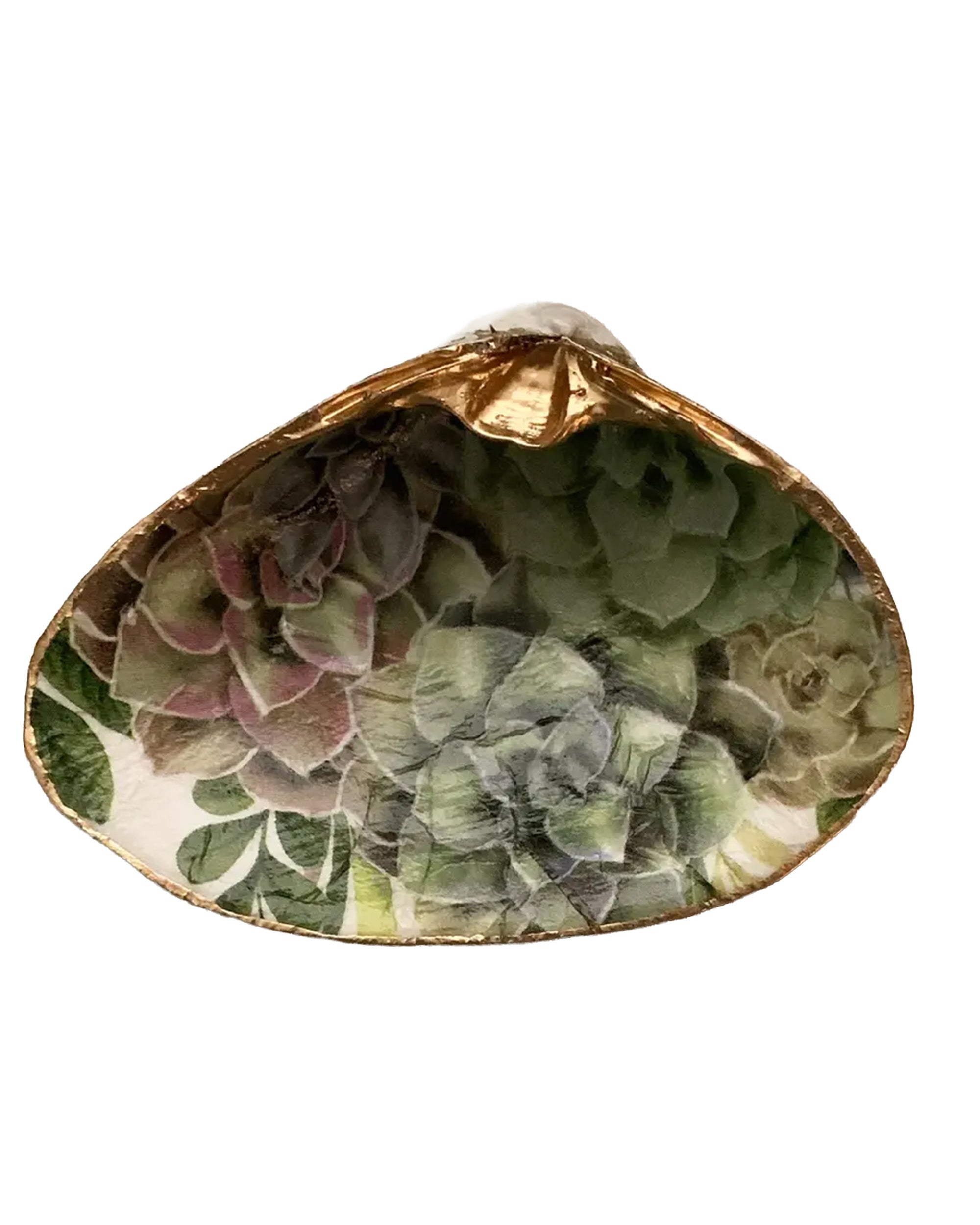 serenity succulents Serenity Shells – Bungalow Scottsdale