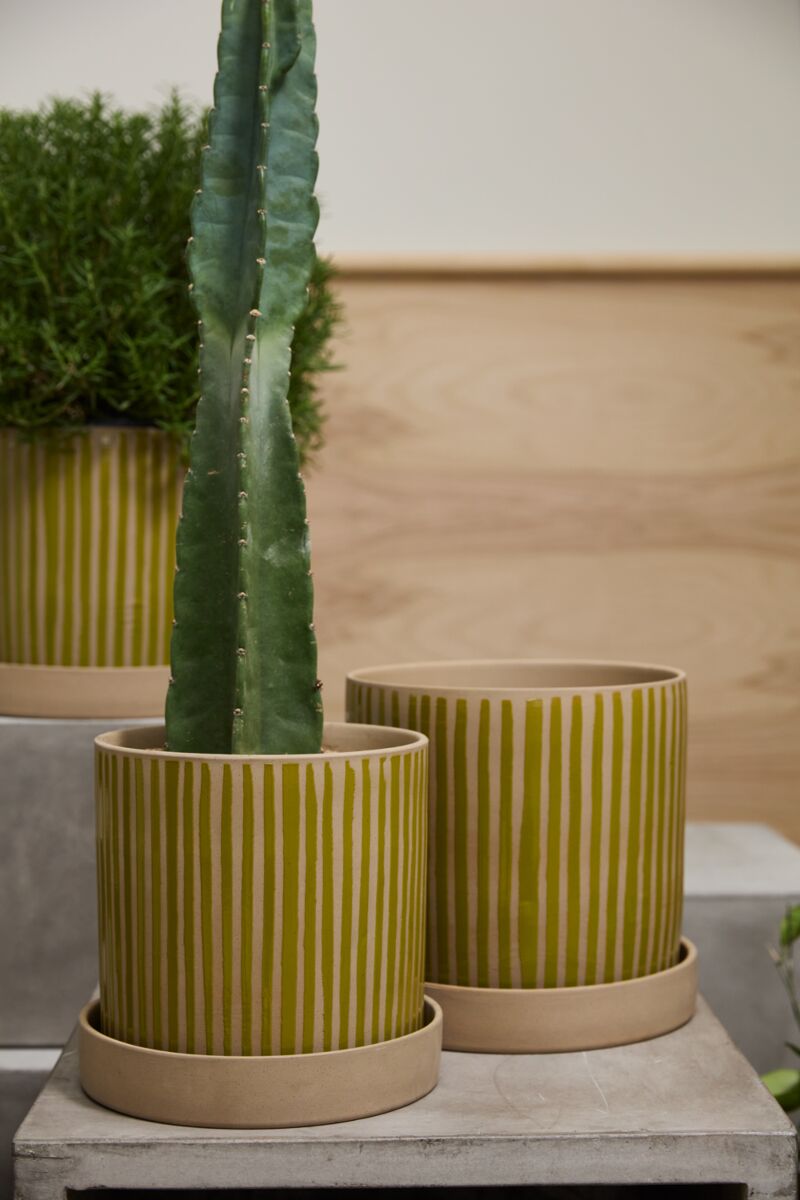 A tall green cactus sits in an Accent Decor Sullivan Pot & Saucer S with vertical yellow stripes on a stone surface, while a leafy plant in a matching ceramic planter with a natural bisque saucer is visible behind it.