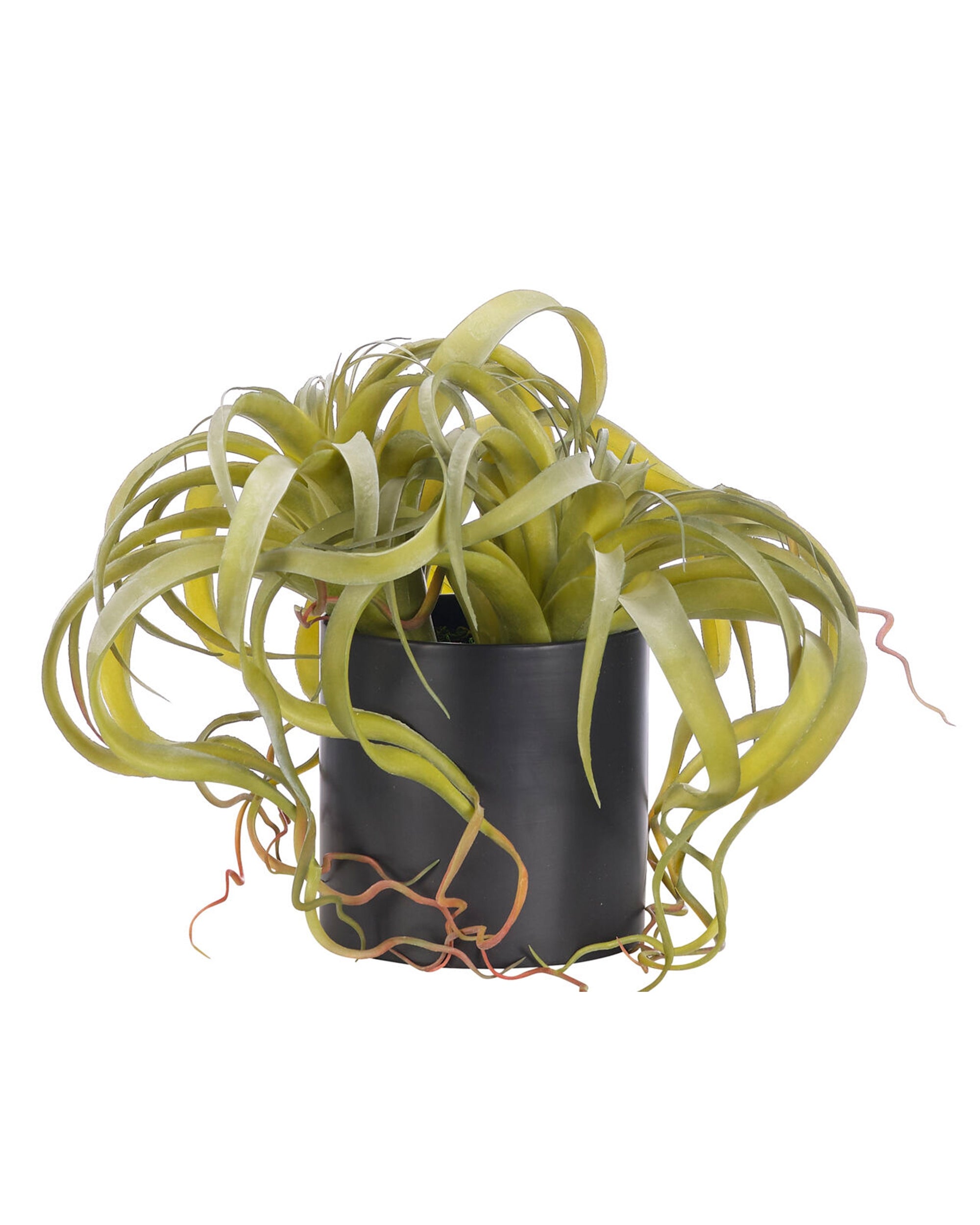 The Tillandsia Green Ceramic Blk Pot by Natural Decorations Inc. features long, curly green leaves with pinkish tips in a sleek black pot—an ideal choice for seasonal décor against any white backdrop.