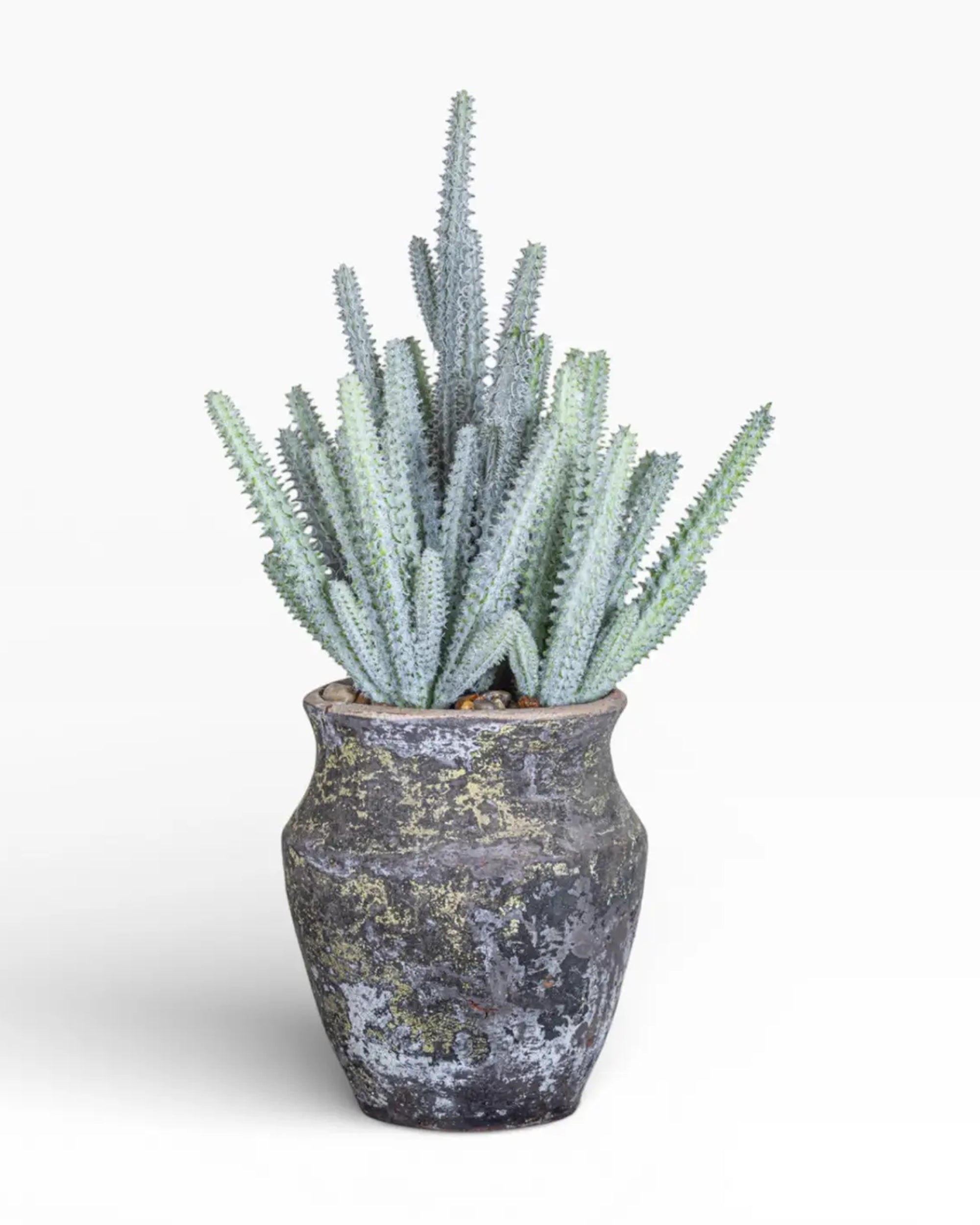 The Faire 6" Titan Pot with Cactus features tall, spiky blue-green stems in a rustic handmade pot, creating a striking arrangement against a plain white background.