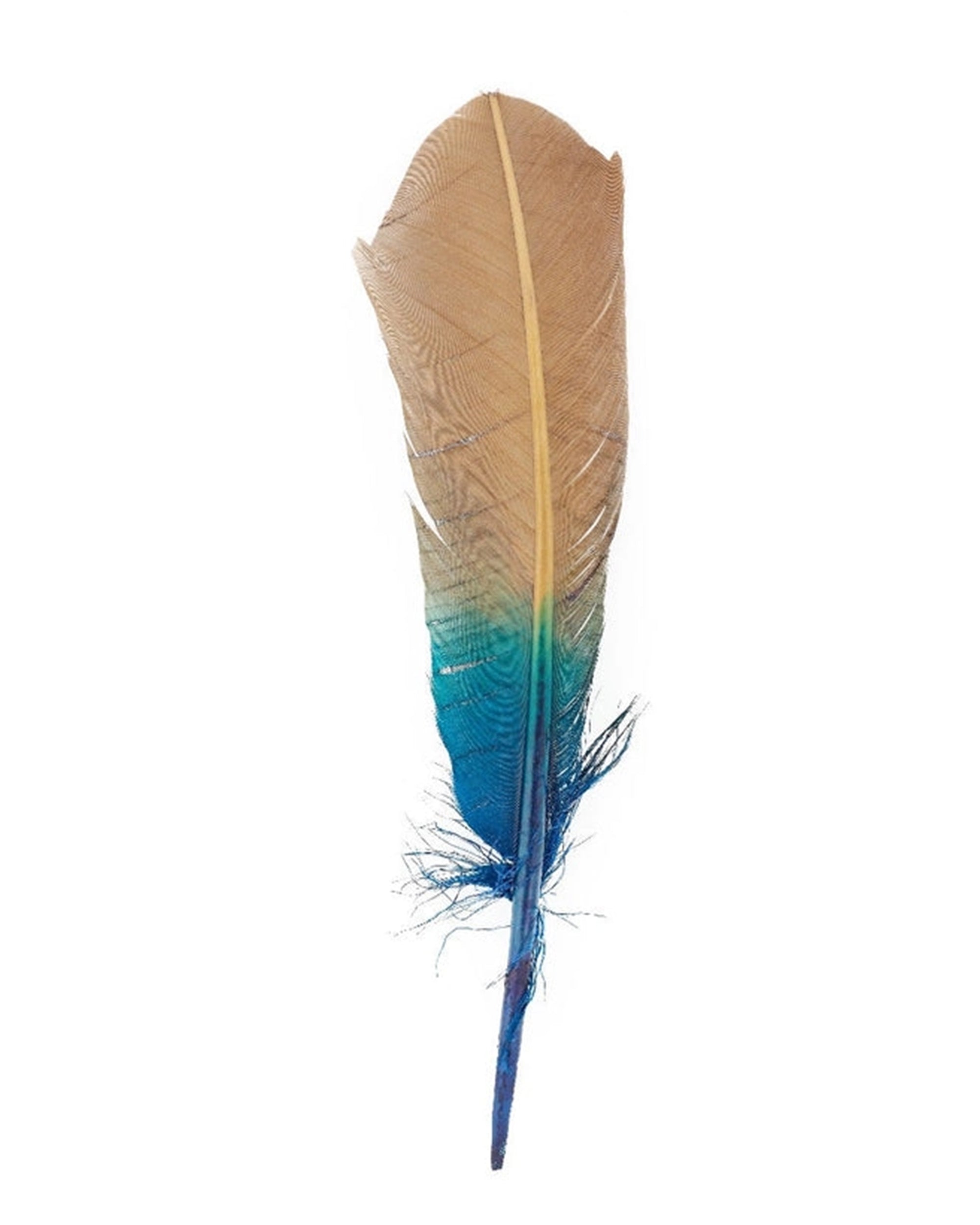 The Faire Ombre Turkey Feathers in Dark Turquoise feature a light brown top blending into vivid blue and green hues, reminiscent of quill feathers, shown against a white background.