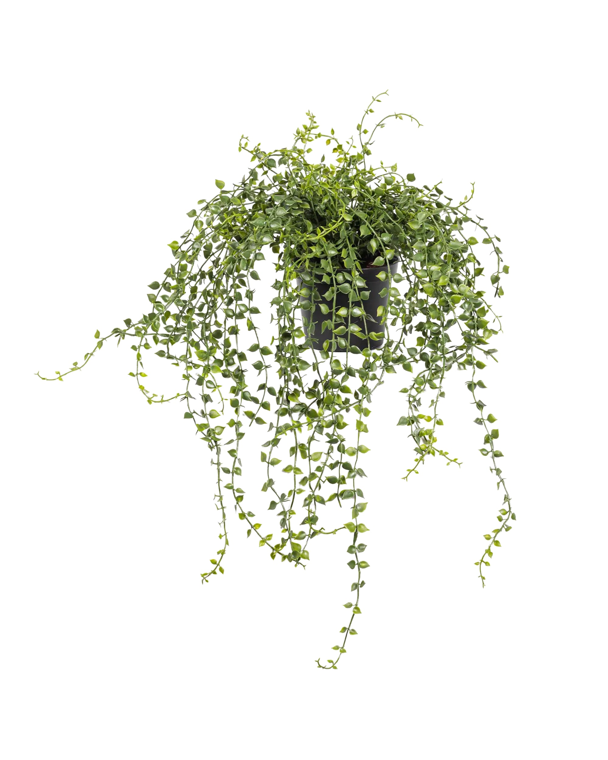 The Faire 5.5" Turtle Vine Potted Plant features a trailing vine with small, round leaves in a black pot, shown isolated on a white background.
