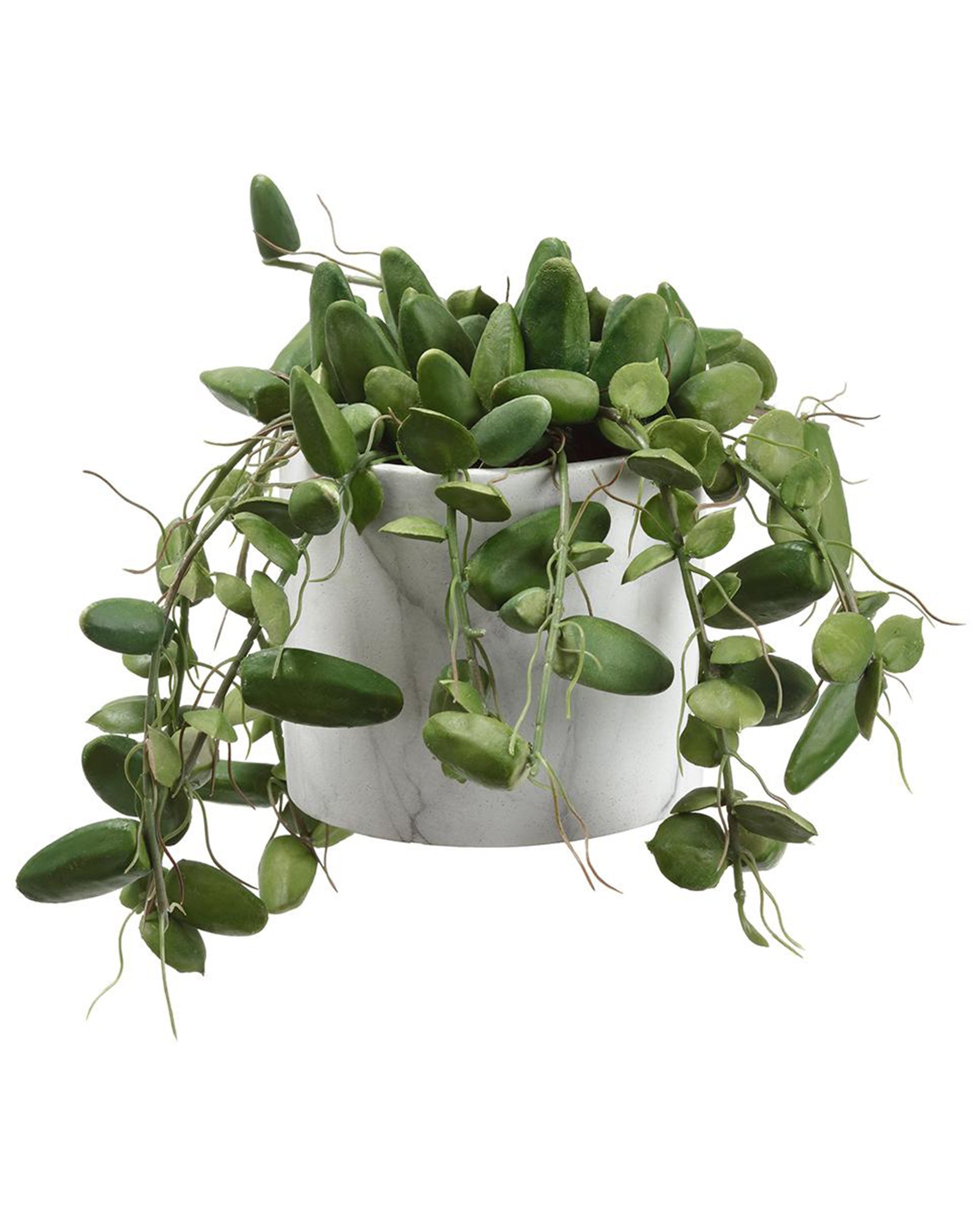 The Dischidia In 7" Pot by AllState Floral And Craft features lush, oval leaves that gracefully trail over a white, round pot—an ideal way to add vibrant green to your décor regardless of your space or style.