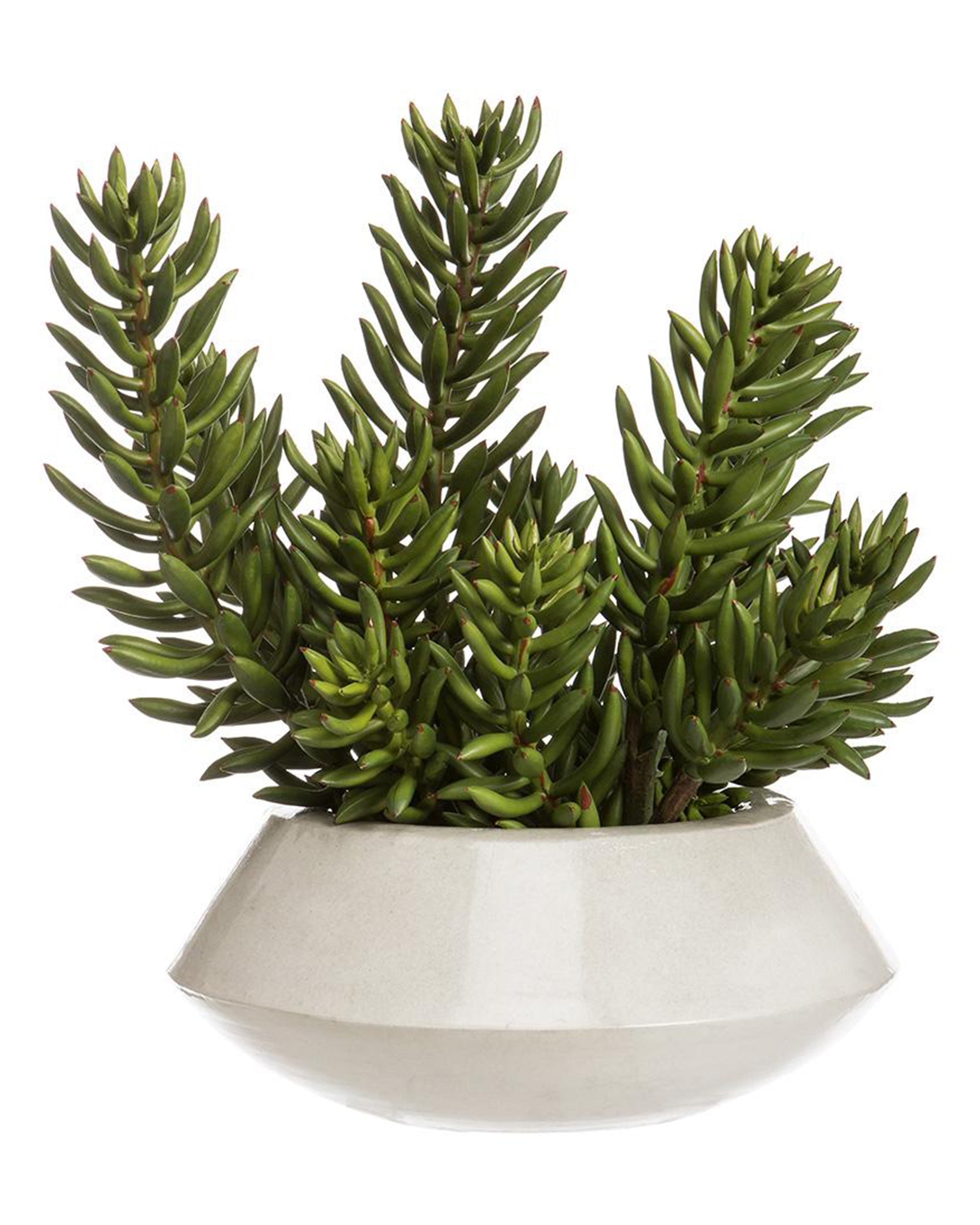 The AllState Floral And Craft Senecio in Planter features thick, pointed green leaves in a modern white ceramic pot, set against a plain white background.
