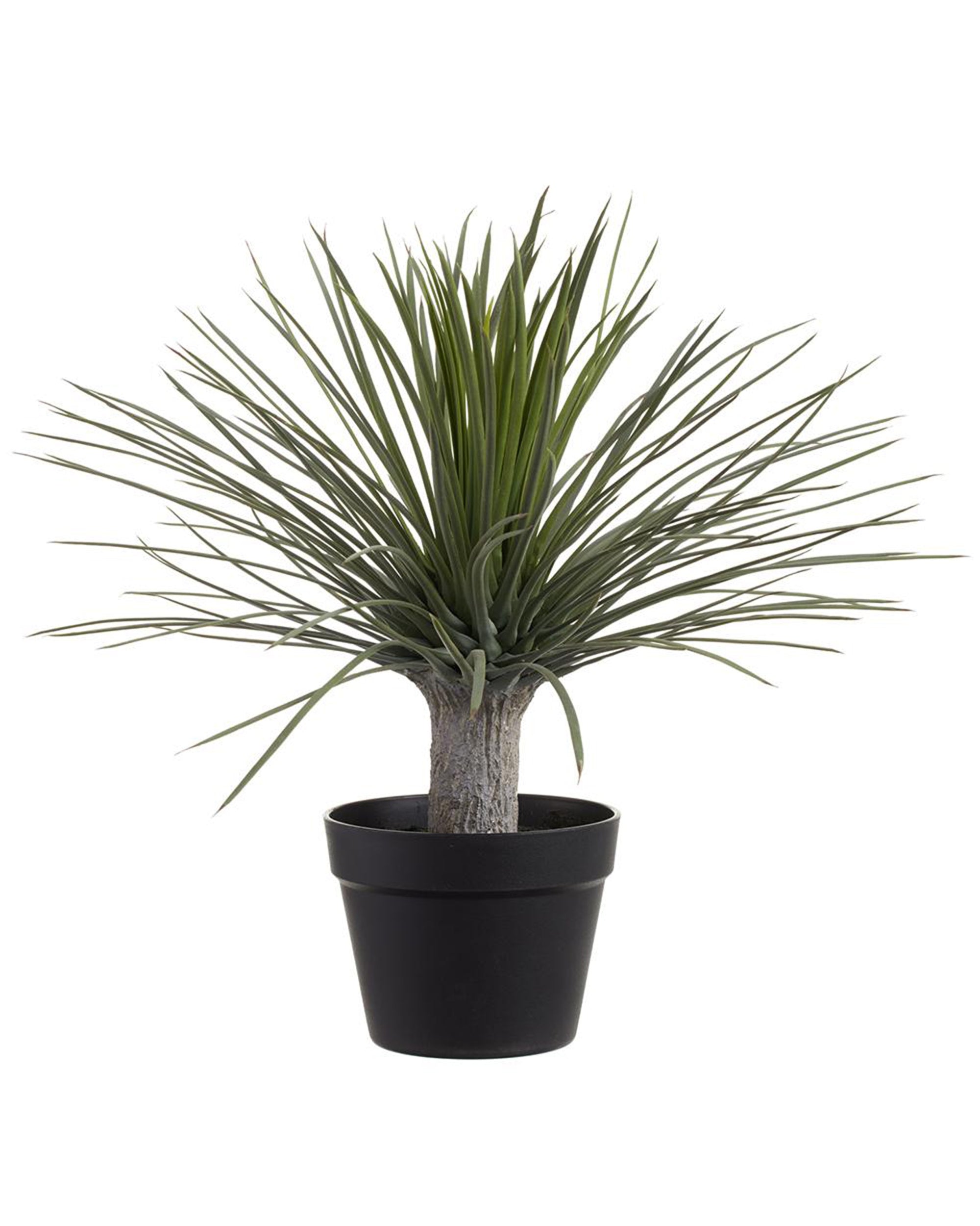 The AllState Floral And Craft Whipple Yucca features long, narrow green leaves radiating from a thick trunk and comes in an 18" plastic pot, shown against a white background.