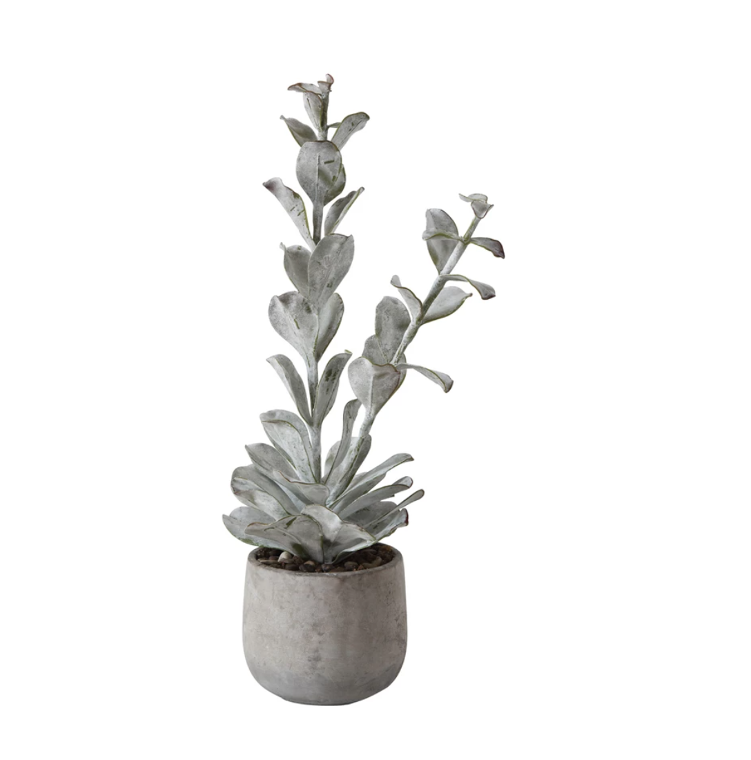 A Faux Succulent in Cement Pot typical of a Scottsdale bungalow, isolated on a white background. The plant features round, broad leaves extending upwards.